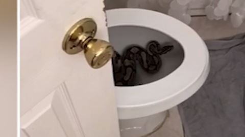 Clientes de Airbnb´s descubren una víbora en el inodoro de un baño.