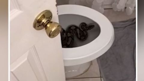 Clientes de Airbnb´s descubren una víbora en el inodoro de un baño.