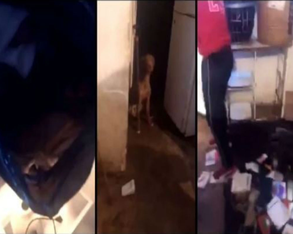 VIDEO: Acusan a mujer de vender tacos de carne de perro, tenía varios canes muertos en nevera