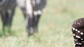 Nace una cebra con un patrón de color en su piel bien distinto al habitual.