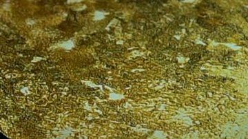 Un símbolo gráfico les indica a los usuarios que presionen la pantalla con su huella.