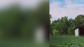 Cultiva una calabaza gigante.