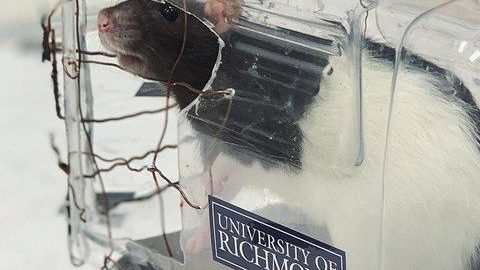 Los roedores mostraron interés por conducir un vehículo, aunque solo lo pudieron realizar hacia enfrente