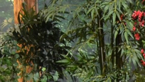 Pedrito Sola junto a Pati Chapoy.