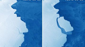 El sistema satelital de la Unión Europea Sentinel-1 capturó estas imágenes del antes y el después del desprendimiento del iceberg.