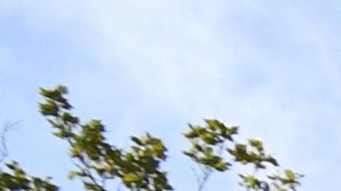 El mundo ya tiene a un Zlatan de casi 3 metros y unos 500 kilos de peso.