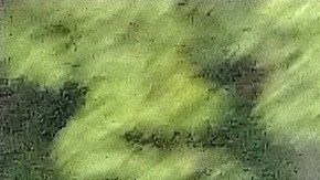 Ovidio Guzmán fue liberado poco después de que se anunciara su captura.