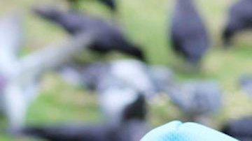 Gabi Mann y su especial relación con los cuervos.