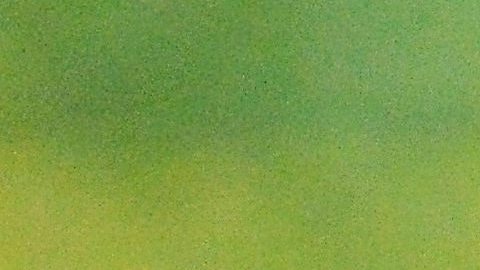 Las ardillas pueden ser agresivas.