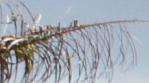 ¿Quién decide cuando un auto se vuelve clásico?