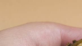 Guanábana suele crecer en territorios húmedos y tropicales.