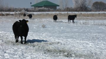 La nevada adelantada deja sin pasto a las reses que aún están en los campos.
