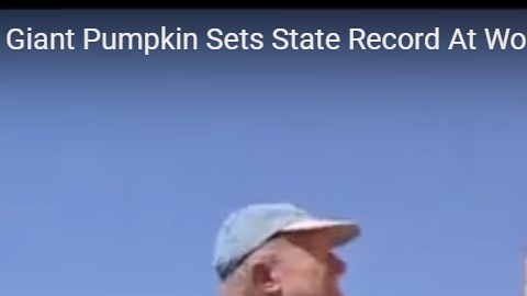 Esta es la calabaza que pesó... 2,175 libras y ganó un nuevo récord en California.