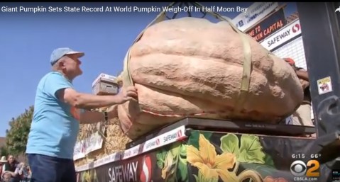 Esta es la calabaza que pesó... 2,175 libras y ganó un nuevo récord en California.