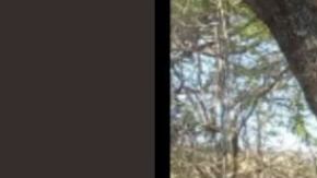 CJNG lanza temible amenaza