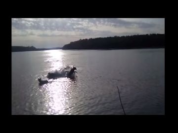 El perro desapareció en el agua.