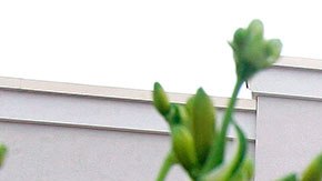 El área de comida de Costco en una de las partes más visitadas de la tienda.