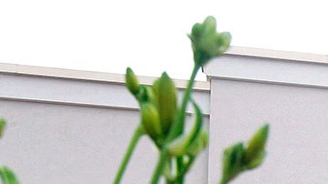 El área de comida de Costco en una de las partes más visitadas de la tienda.