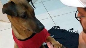 El aficionado se perderá las semifinales entre Flamengo y Gremio por una noble causa.