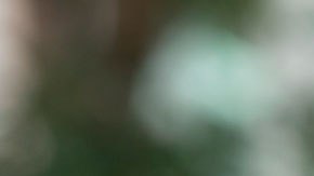 El objetivo de Carlsberg es crear una botella 100% de materiales biológicos.