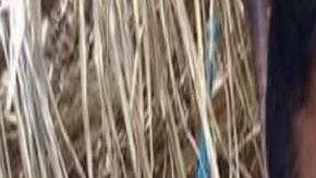 Eran brujos pero no pudieron predecir que el CJNG o Los Zetas acabarían con sus vidas