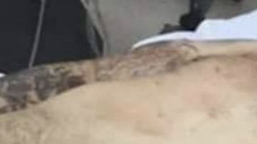 Fue el CJNG y no Los Chapitos quienes quemaron a familia uno de los sicarios terminó así