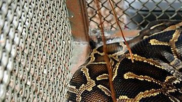 La mayoría de las afirmaciones sobre el largo y el peso de ejemplares de pitón son exageradas. Pero pequeñas, no son.