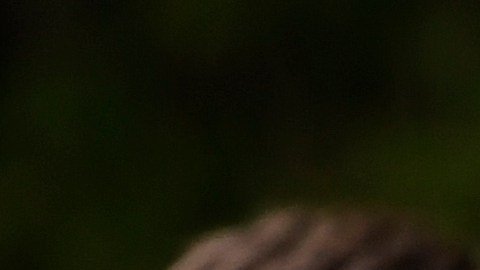 Dos históricos se enfrentan en amistoso con importantes bajas.