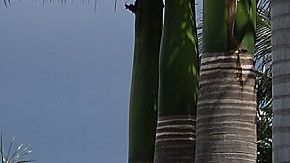 El club de golf Doral Trump se ubica en Florida.