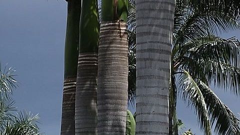 El club de golf Doral Trump se ubica en Florida.