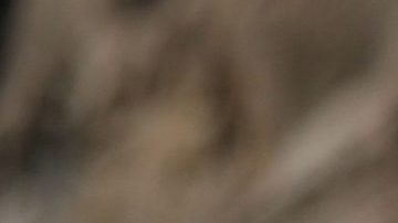 Horóscopo, Astrología