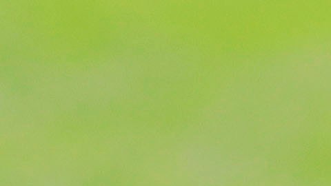 Ricardo Peláez interesa demasiado en Chivas.