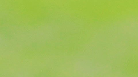 Ricardo Peláez interesa demasiado en Chivas.