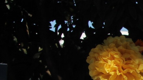 Los altares están decorados con flores, veladoras, pan de muerto y fotografías de los seres queridos. / fotos: Jorge Luis Macías.
