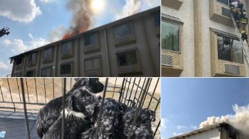 Investigadores con el Departamento de Bomberos del Condado Harris determinaron que el incendio comenzó en una habitación donde se encontraban dos niños-uno de 3 y otro de 6 años- sin supervisión.