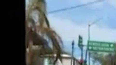 VIDEO: La Furia Negra, los policías que no escuchan a AMLO y por ello los narcos les temen