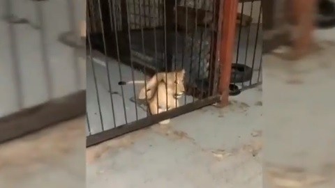 El aseguramiento se debió a una denuncia ciudadana.