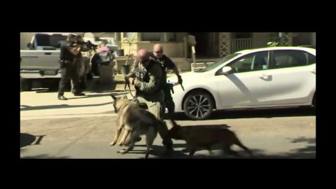 El pitbull atacó al perro policía.