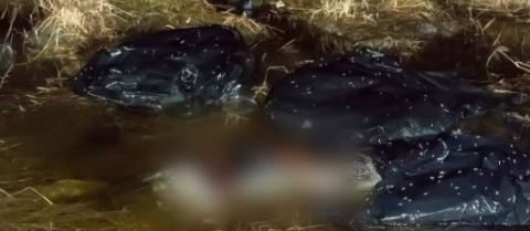 Según los activistas, esta área se ha convertido en un sitio donde regularmente han encontrado animales tirados.