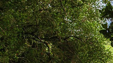 Nunca se imaginó que esta piedra le traería esa gran fortuna.