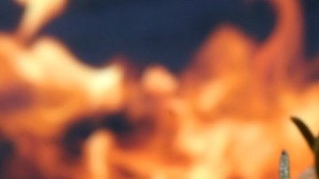 pollo-pxhere