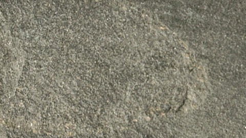 Vainilla
