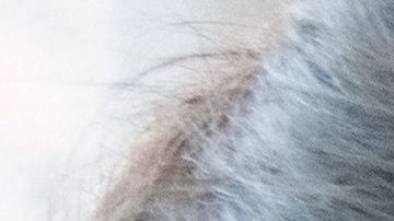 shutterstock_558383779