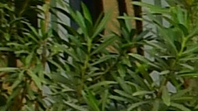 Los beneficiarios de DACA tienen que superar un riguroso proceso de verificación de antecedentes.