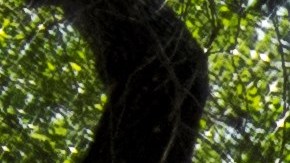 Ramiro Ramírez ante las tumbas de sus padres en el Cementerio Jackson Chapel, en San Juan, Texas.