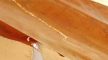 Restos de mamuts hallados en trampas artificiales en el municipio de Tultepec.