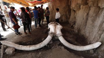 Restos de mamuts hallados en trampas artificiales en el municipio de Tultepec.