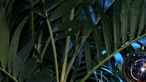 Adamari López y Toni Costa