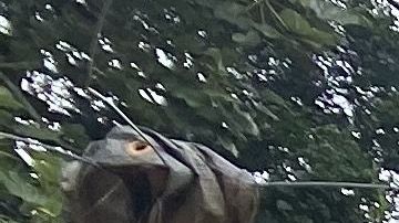 En la zona montañosa de Utuado los agricultores trabajan de sol a sol para poder recuperarse por completo de las secuelas del huracán María.