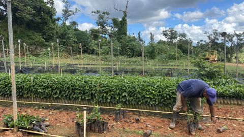En la zona montañosa de Utuado los agricultores trabajan de sol a sol para poder recuperarse por completo de las secuelas del huracán María.